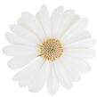 Dvoutvárka 'Cape Daisy Ivory' - Osteospermum ecklonis 'Cape Daisy Ivory'