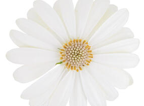 Dvoutvárka 'Cape Daisy Ivory' - Osteospermum ecklonis 'Cape Daisy Ivory'
