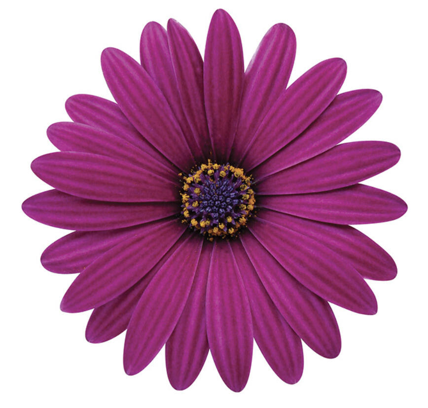 Dvoutvárka 'Cape Daisy Zanzibar Burgundy' - Osteospermum ecklonis 'Cape Daisy Zanzibar Burgundy'