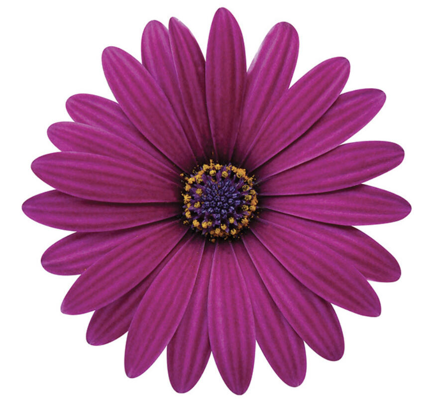 Dvoutvárka 'Cape Daisy Zanzibar Burgundy' - Osteospermum ecklonis 'Cape Daisy Zanzibar Burgundy'