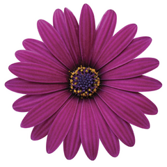 Dvoutvárka 'Cape Daisy Zanzibar Burgundy' - Osteospermum ecklonis 'Cape Daisy Zanzibar Burgundy'