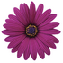 Osteospermum ecklonis 'Cape Daisy Zanzibar Burgundy'.png