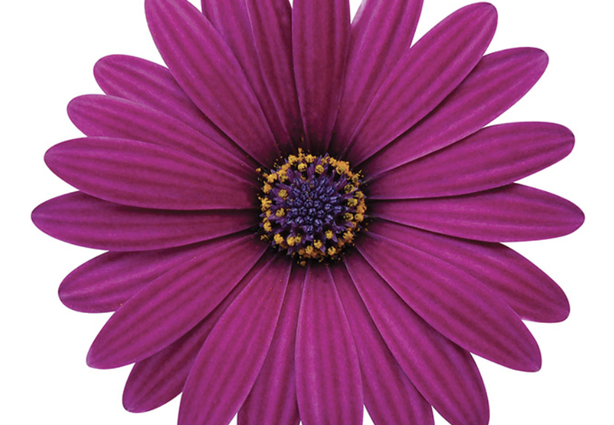 Dvoutvárka 'Cape Daisy Zanzibar Burgundy' - Osteospermum ecklonis 'Cape Daisy Zanzibar Burgundy'