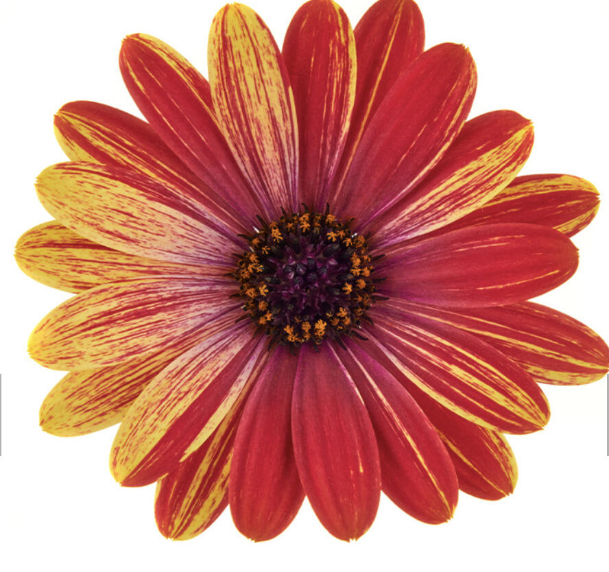 Dvoutvárka 'Cape Daisy Zanzibar Fireworks Red' - Osteospermum ecklonis 'Cape Daisy Zanzibar Fireworks Red'