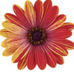 Dvoutvárka 'Cape Daisy Zanzibar Fireworks Red' - Osteospermum ecklonis 'Cape Daisy Zanzibar Fireworks Red'