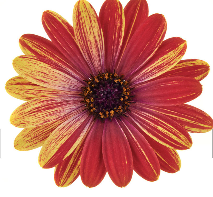 Dvoutvárka 'Cape Daisy Zanzibar Fireworks Red' - Osteospermum ecklonis 'Cape Daisy Zanzibar Fireworks Red'