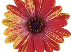 Dvoutvárka 'Cape Daisy Zanzibar Fireworks Red' - Osteospermum ecklonis 'Cape Daisy Zanzibar Fireworks Red'