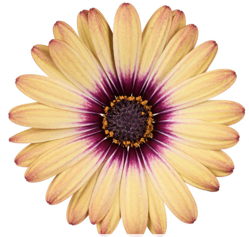 Dvoutvárka 'Cape Daisy Zanzibar' Painted Dessert - Osteospermum ecklonis 'Cape Daisy Zanzibar' Painted Dessert