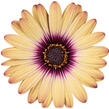 Dvoutvárka 'Cape Daisy Zanzibar' Painted Dessert - Osteospermum ecklonis 'Cape Daisy Zanzibar' Painted Dessert