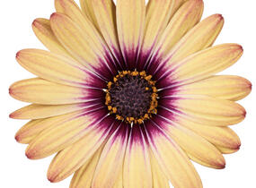 Dvoutvárka 'Cape Daisy Zanzibar' Painted Dessert - Osteospermum ecklonis 'Cape Daisy Zanzibar' Painted Dessert