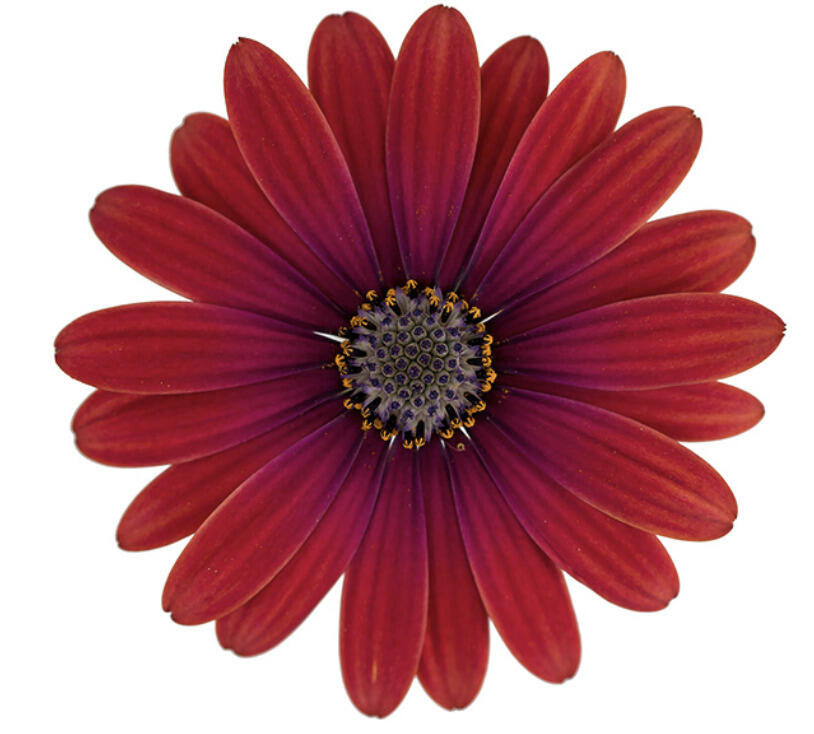 Dvoutvárka 'Cape Daisy Zanzibar Red' - Osteospermum ecklonis 'Cape Daisy Zanzibar Red'