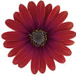 Dvoutvárka 'Cape Daisy Zanzibar Red' - Osteospermum ecklonis 'Cape Daisy Zanzibar Red'