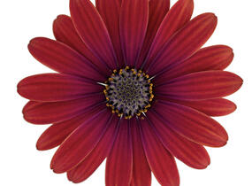 Dvoutvárka 'Cape Daisy Zanzibar Red' - Osteospermum ecklonis 'Cape Daisy Zanzibar Red'