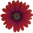Osteospermum ecklonis 'Cape Daisy Zanzibar Red'.png