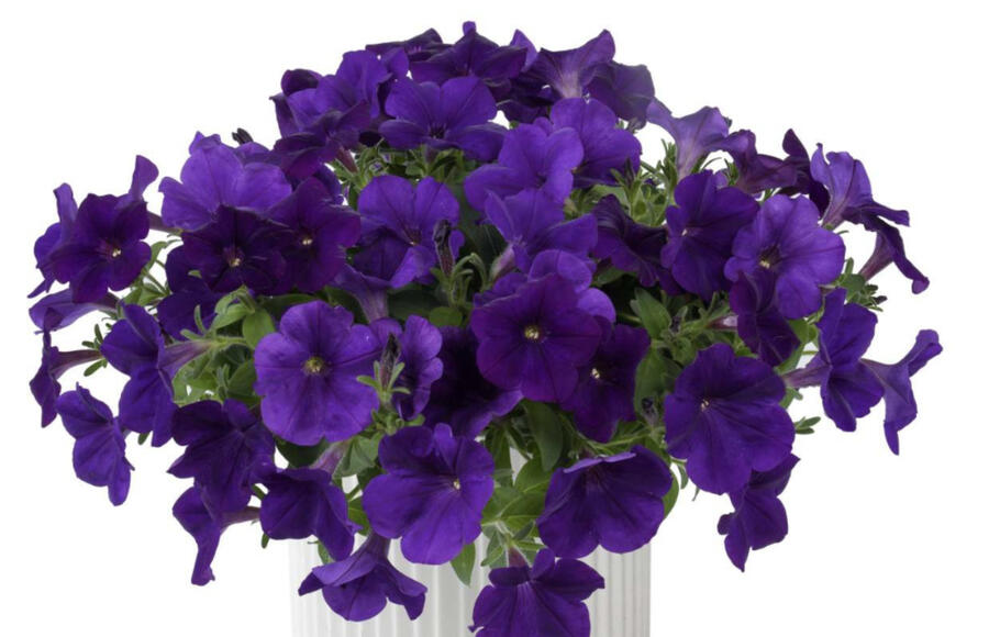Petúnie 'Cascadias Indigo' - Petunia hybrida 'Cascadias Indigo'