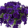 Petúnie 'Cascadias Indigo' - Petunia hybrida 'Cascadias Indigo'