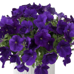 Petúnie 'Cascadias Indigo' - Petunia hybrida 'Cascadias Indigo'