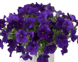 Petúnie 'Cascadias Indigo'