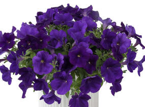 Petúnie 'Cascadias Indigo' - Petunia hybrida 'Cascadias Indigo'