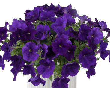 Petúnie 'Cascadias Indigo'