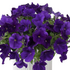 Petunia hybrida 'Cascadias Indigo'.png