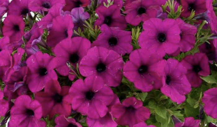 Petúnia 'Cascadias Passion' - Petunia hybrida 'Cascadias Passion'