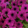 Petúnia 'Cascadias Passion' - Petunia hybrida 'Cascadias Passion'