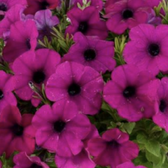Petúnia 'Cascadias Passion' - Petunia hybrida 'Cascadias Passion'