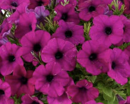 Petúnie 'Cascadias Passion'