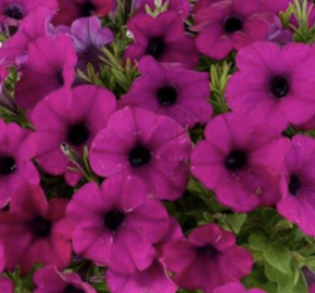 Petúnia 'Cascadias Passion' - Petunia hybrida 'Cascadias Passion'