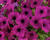 Petúnie 'Cascadias Passion'