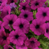 Petunia CASCADIAS™ Passion.png