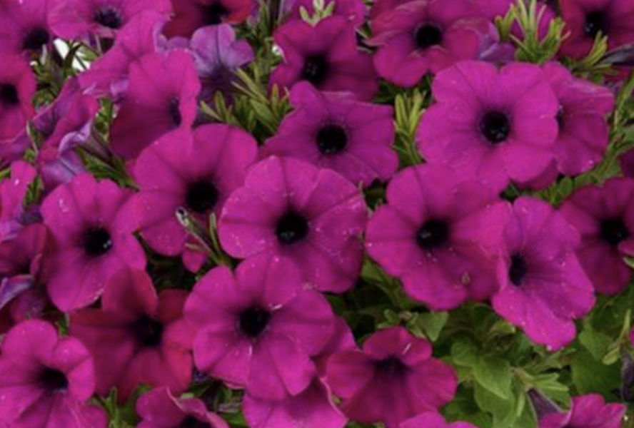 Petúnie 'Cascadias Passion' - Petunia hybrida 'Cascadias Passion'