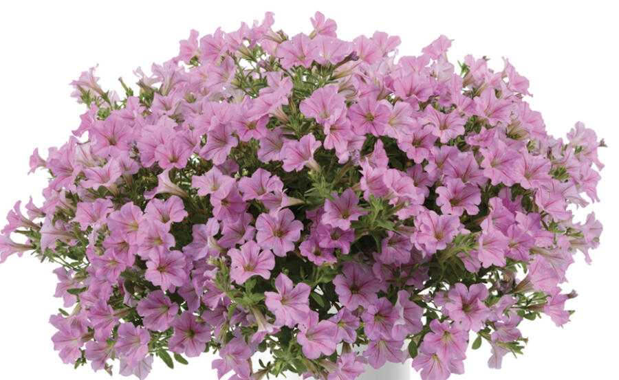 Petúnia 'Littletunia Pink' - Petunia hybrida 'Littletunia Pink'