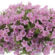 Petúnia 'Littletunia Pink' - Petunia hybrida 'Littletunia Pink'