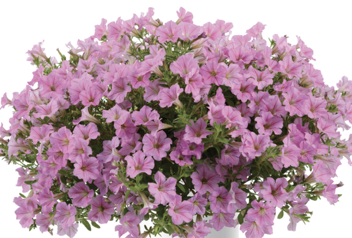 Petúnie 'Littletunia Pink' - Petunia hybrida 'Littletunia Pink'