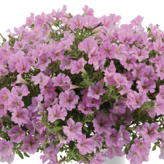 Petúnia 'Littletunia Pink' - Petunia hybrida 'Littletunia Pink'