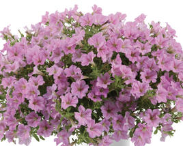 Petúnie 'Littletunia Pink'