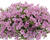 Petúnie 'Littletunia Pink'