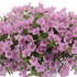 Petunia hybrida 'Littletunia Pink'.png