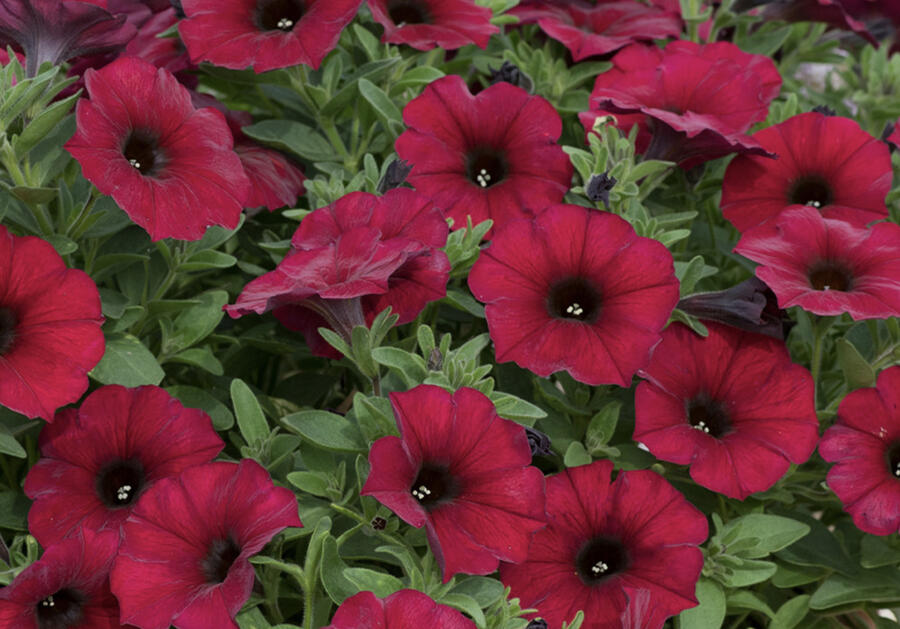 Petúnie 'Petchoa BeautiCal Bordeaux' - Petunia hybrida 'Petchoa BeautiCal Bordeaux'