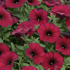 Petúnie 'Petchoa BeautiCal Bordeaux' - Petunia hybrida 'Petchoa BeautiCal Bordeaux'