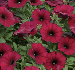 Petúnie 'Petchoa BeautiCal Bordeaux'