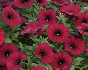 Petúnie 'Petchoa BeautiCal Bordeaux'