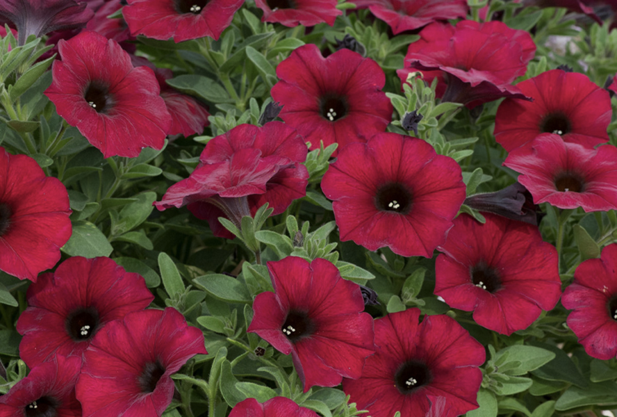 Petúnie 'Petchoa BeautiCal Bordeaux' - Petunia hybrida 'Petchoa BeautiCal Bordeaux'
