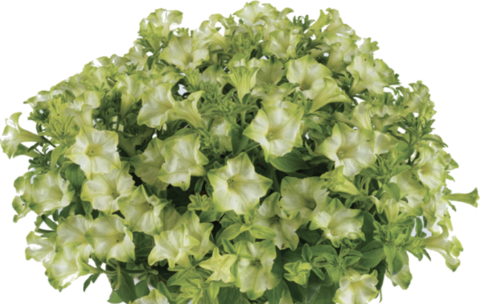 Petúnie 'Ray Pistachio Cream' - Petunia hybrida 'Ray Pistachio Cream'