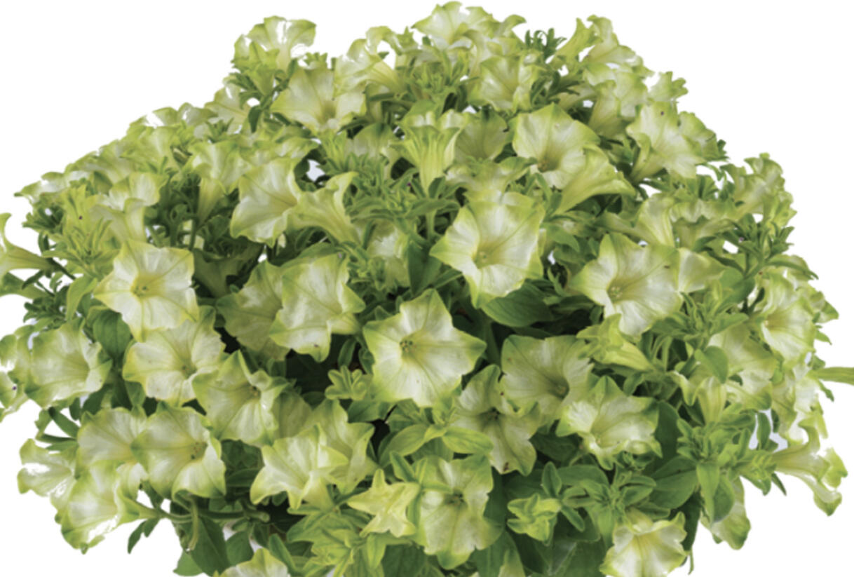 Petúnie 'Ray Pistachio Cream' - Petunia hybrida 'Ray Pistachio Cream'