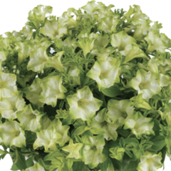 Petúnie 'Ray Pistachio Cream' - Petunia hybrida 'Ray Pistachio Cream'