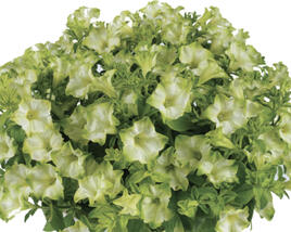 Petúnie 'Ray Pistachio Cream'