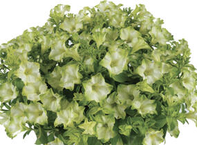 Petúnie 'Ray Pistachio Cream' - Petunia hybrida 'Ray Pistachio Cream'